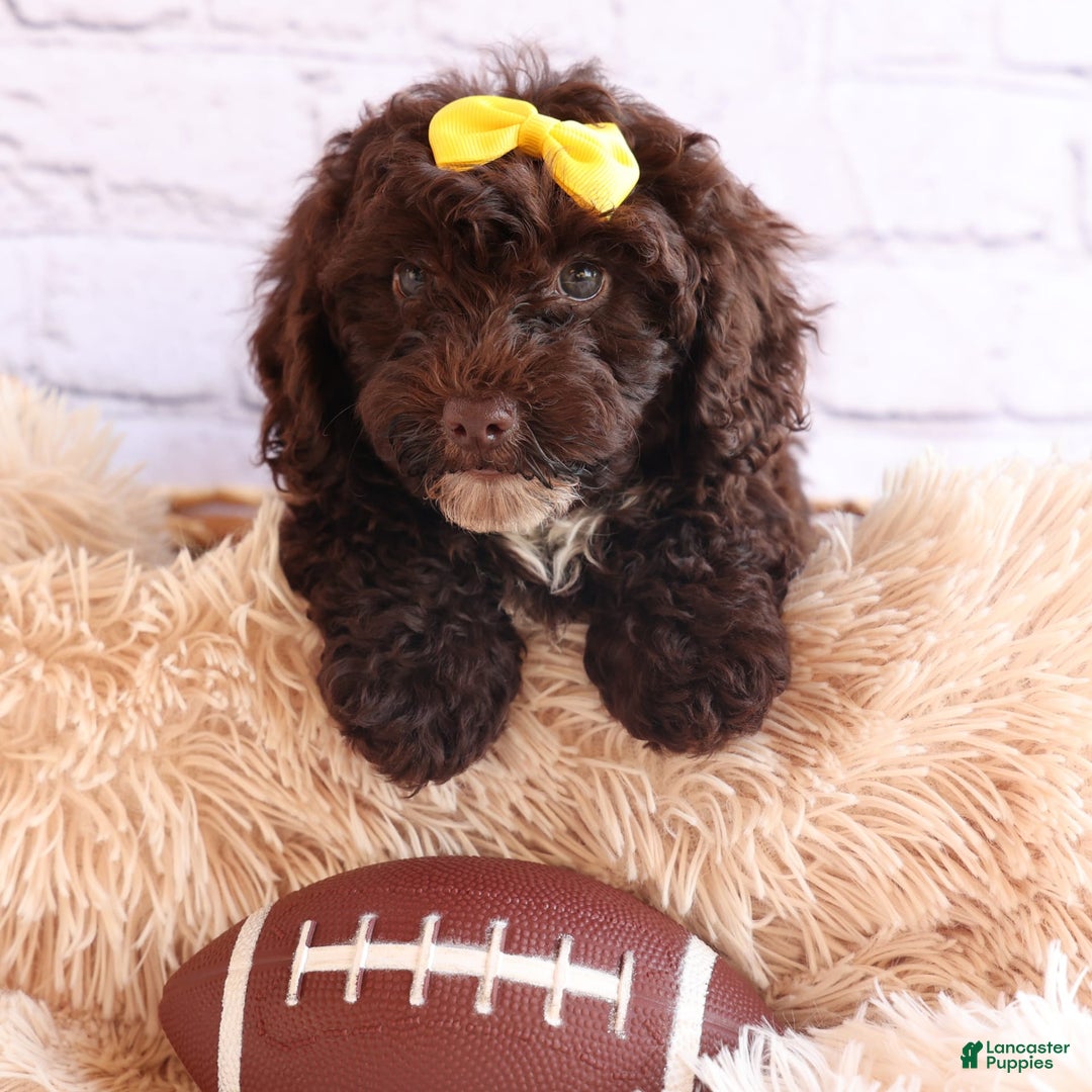 Cockapoo dogs for sale: Bess - Image 16