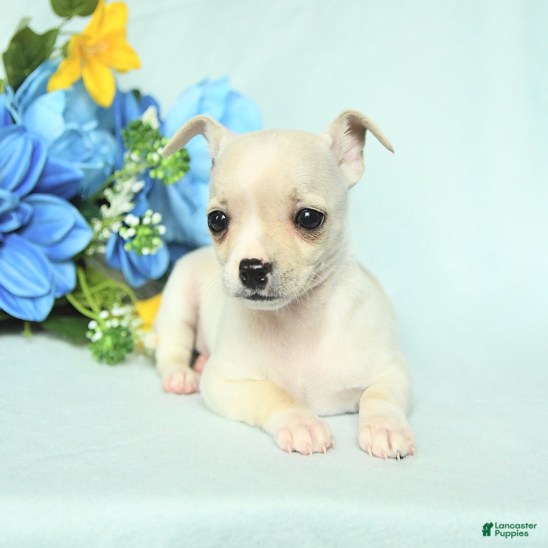 Chihuahua dogs for sale: Mark - Image 1