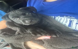 American Pit Bull Terrier dogs for sale: Nova - Image 13