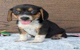 Beagle dogs for sale: Molly - Image 4