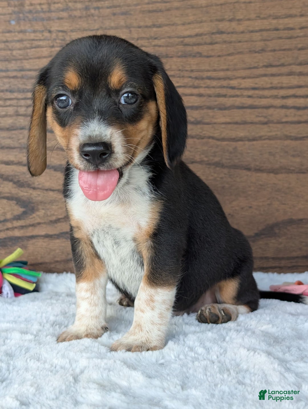 Beagle dogs for sale: Molly - Image 4