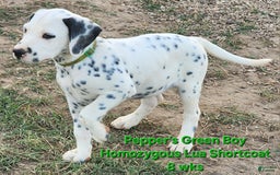 Dalmatian dogs for sale: Peppers Green Boy - Image 13