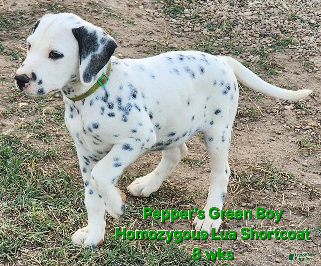 Dalmatian dogs for sale: Peppers Green Boy - Image 13