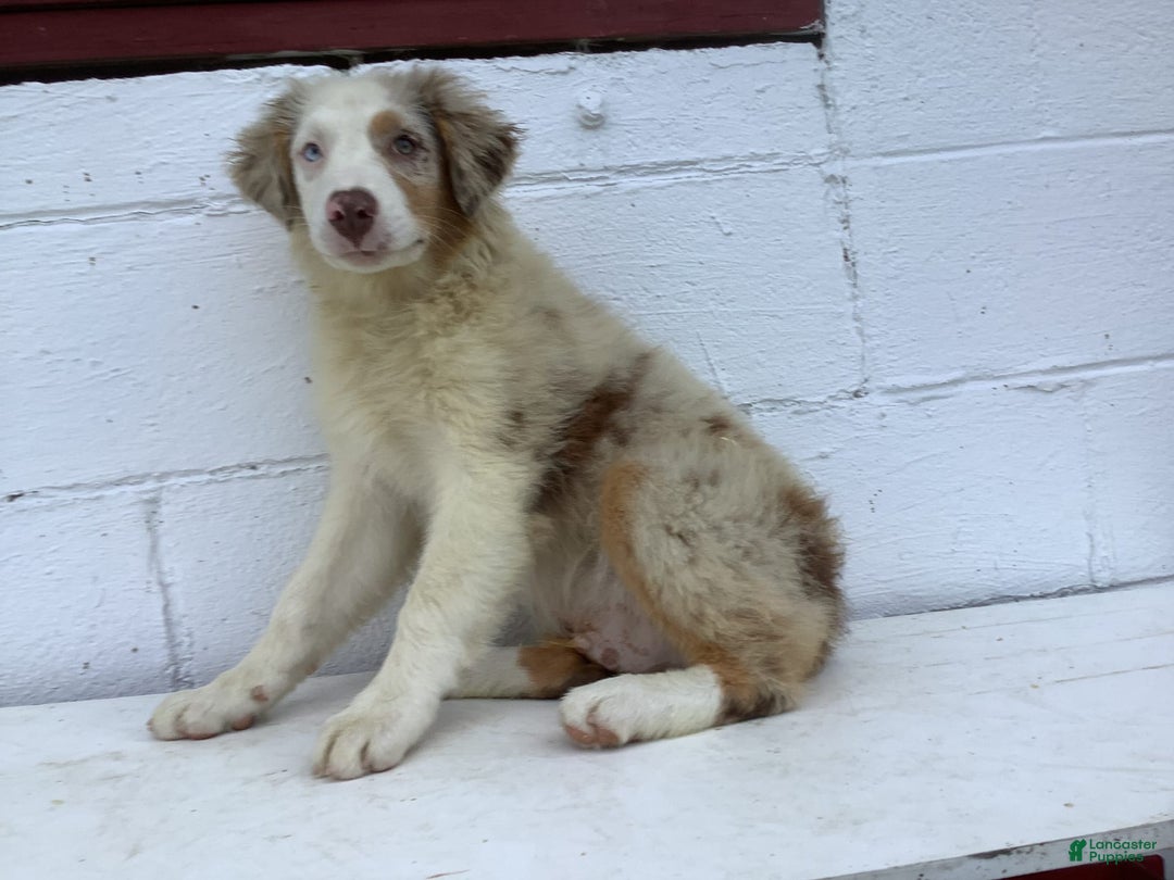 Australian Shepherd dogs for sale: Bradley - Image 6