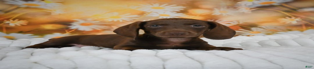 Charlie