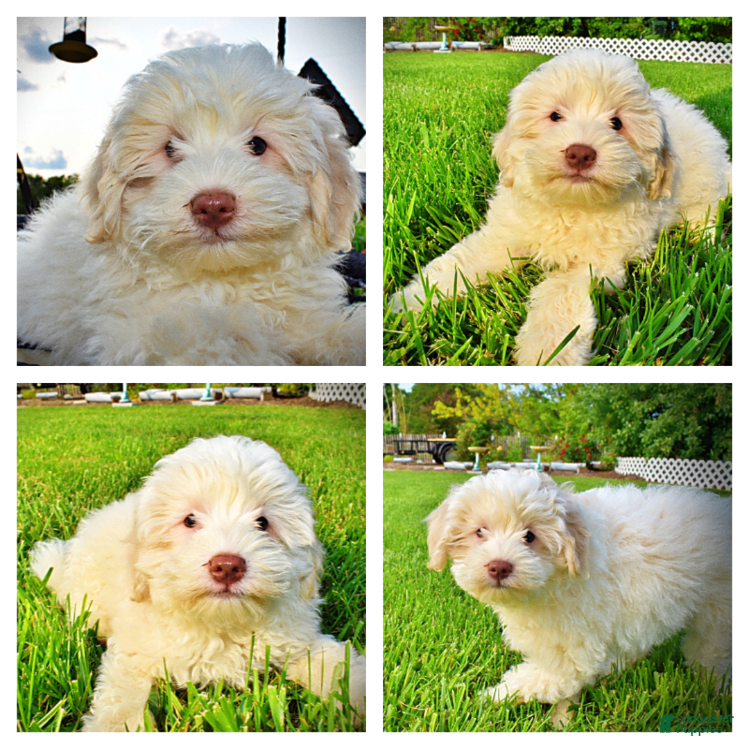 Havapoo dogs for sale: Valiant - Image 24