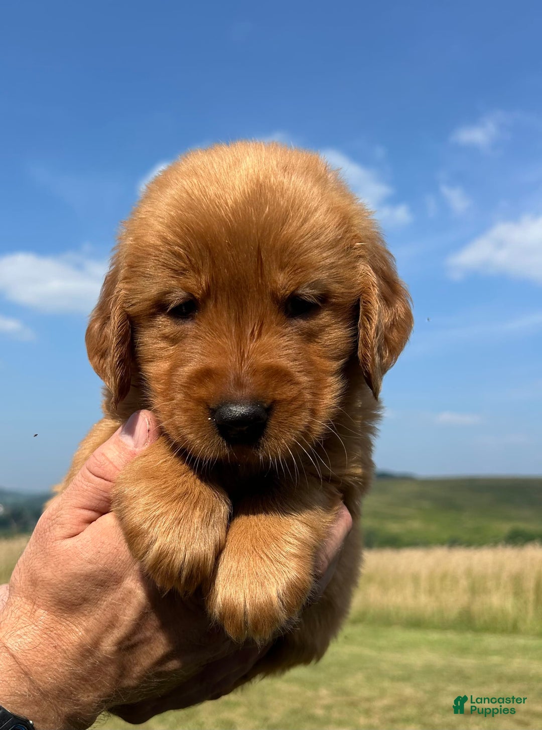 Golden Retriever dogs for sale: Honey - Image 22