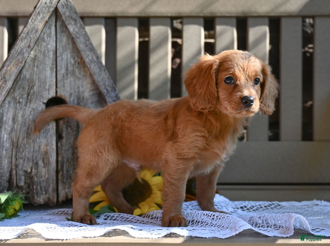 Cavapoo dogs for sale: Ryan - Image 2
