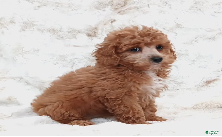 Cavapoo dogs for sale - Ad 2