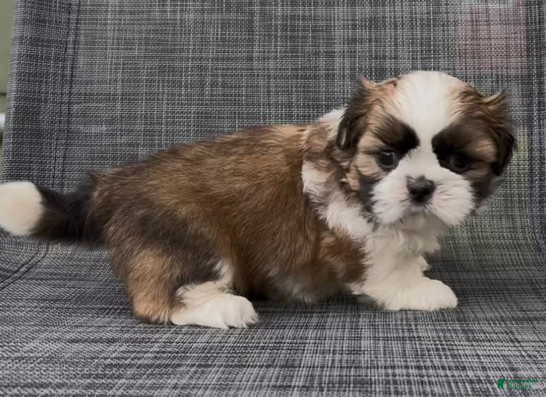 Shih Tzu dogs for sale: Biscuit - Image 5
