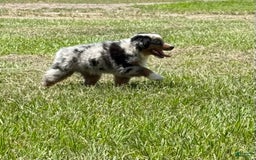 Miniature Australian Shepherd dogs for sale: F-purple - Image 10