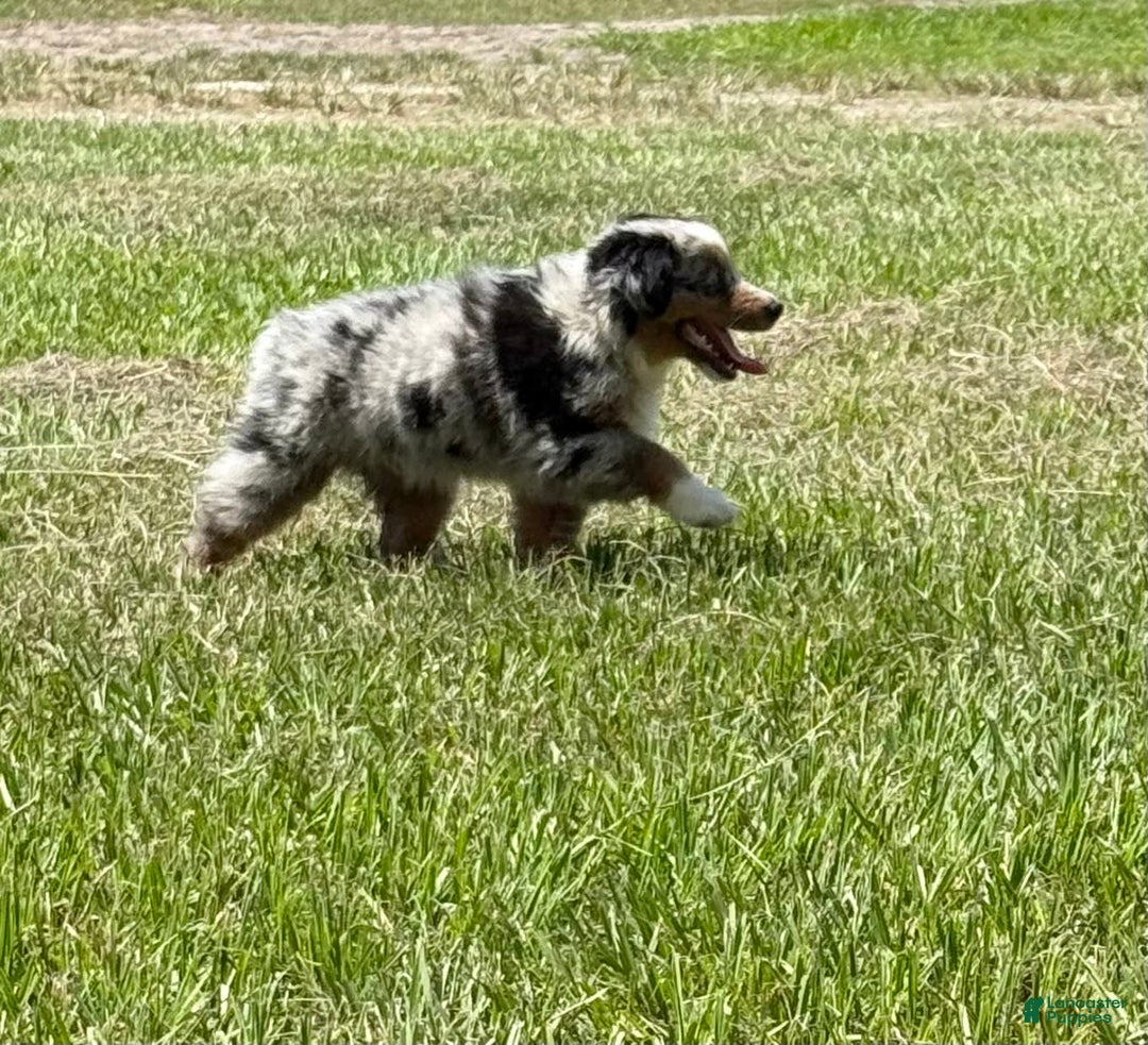 Miniature Australian Shepherd dogs for sale: F-purple - Image 10