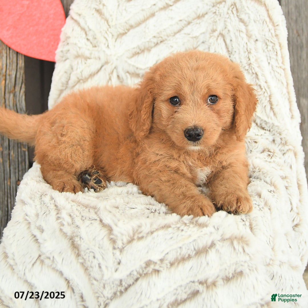 Mini Goldendoodle dogs for sale: Maxwell - Image 4