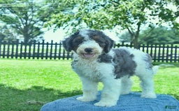 Bernedoodle dogs for sale: Truffle - Image 9