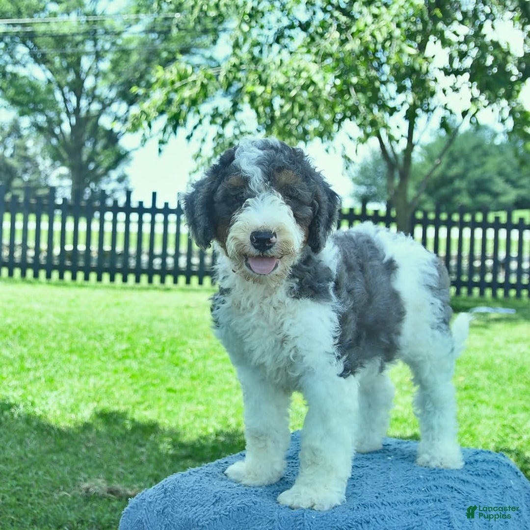 Bernedoodle dogs for sale: Truffle - Image 9