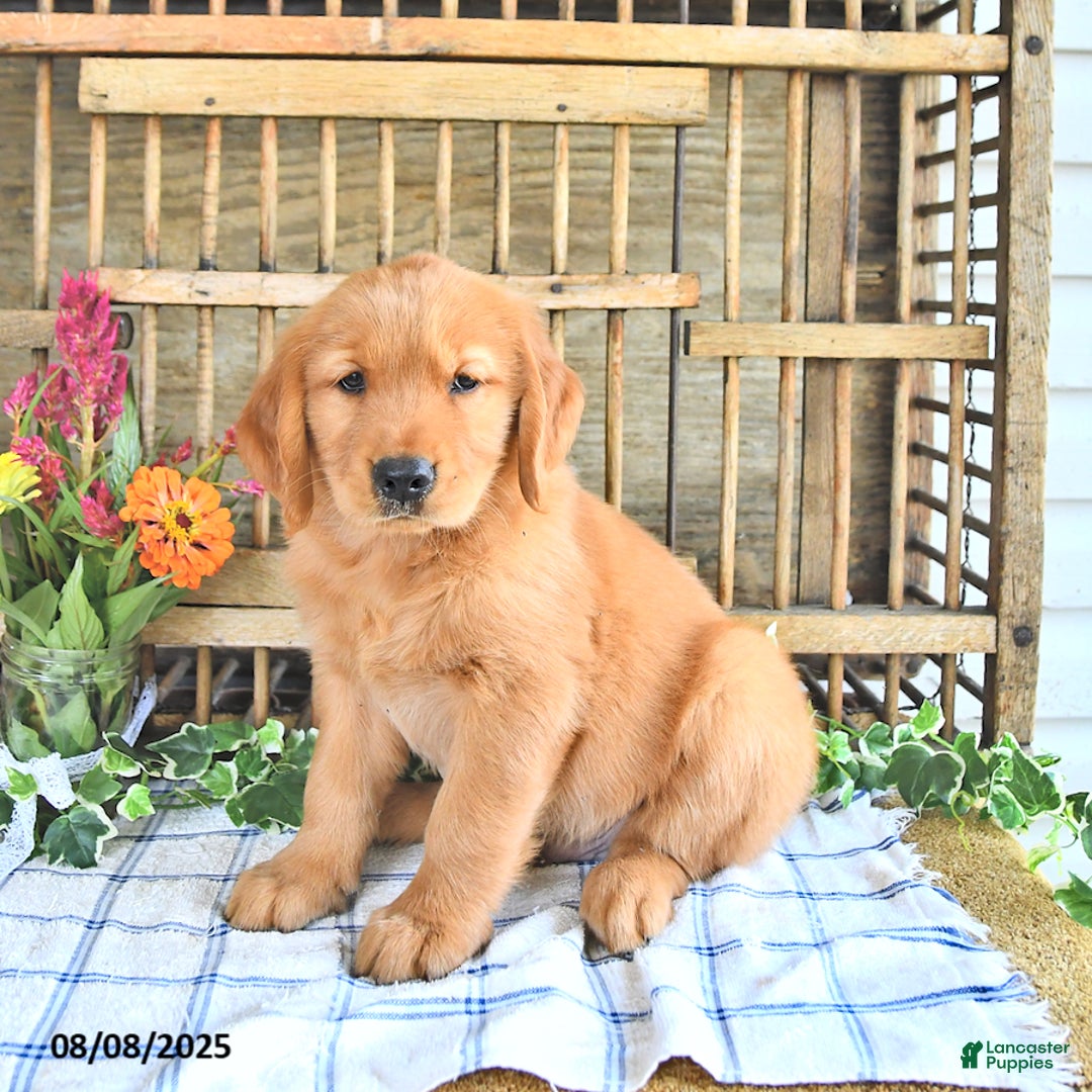 Golden Retriever dogs for sale: Golden Retriever 11 puppies - Image 44