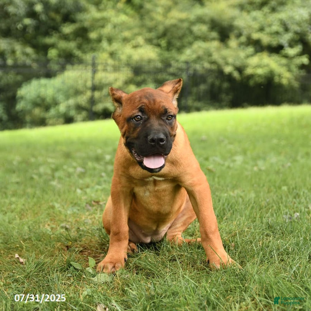 Cane Corso dogs for sale: Tova - Image 2