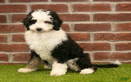 Mini Bernedoodle dogs for sale: Brooklyn - Image 14
