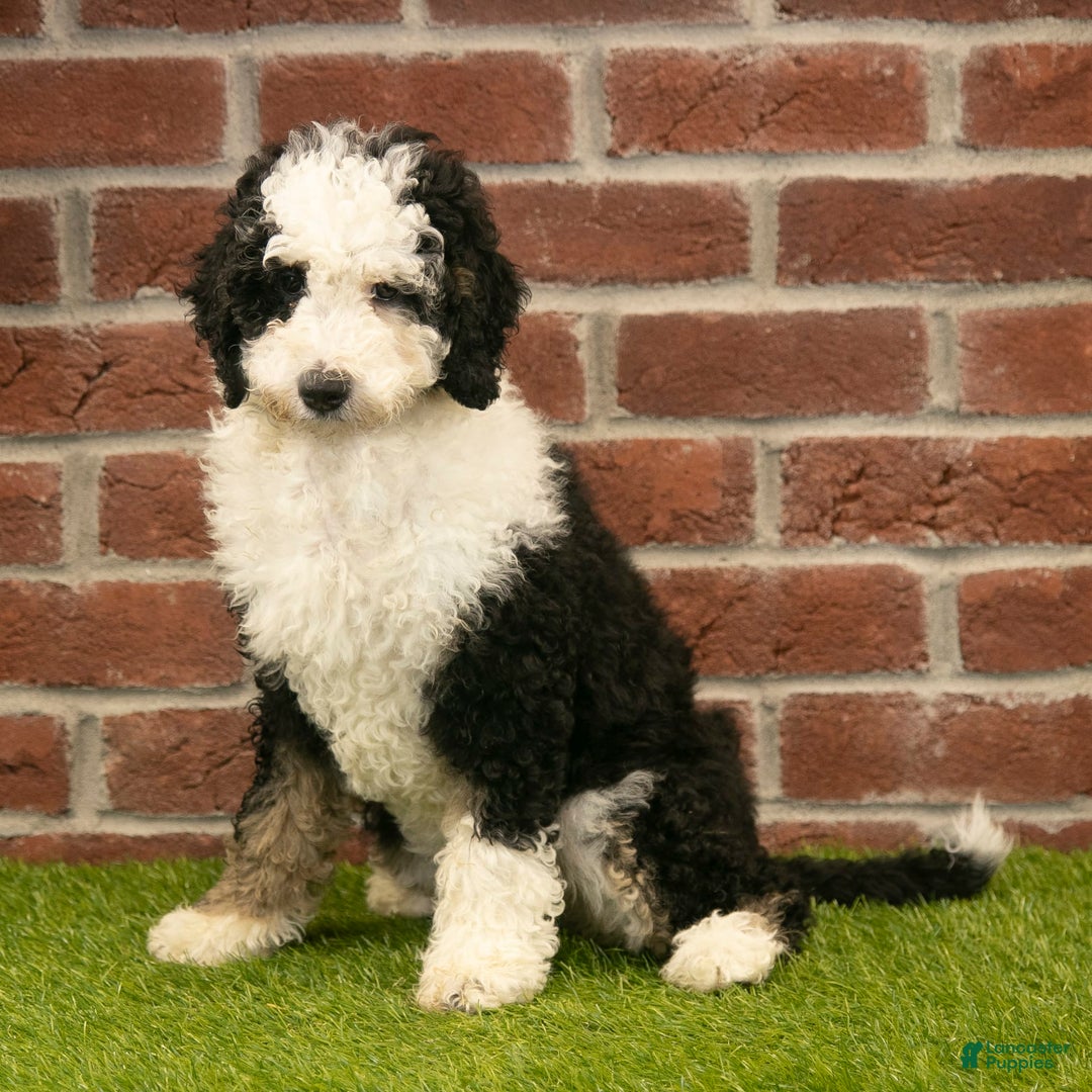 Mini Bernedoodle dogs for sale: Brooklyn - Image 14