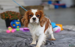 Cavapoo dogs for sale: Kobe - Image 9