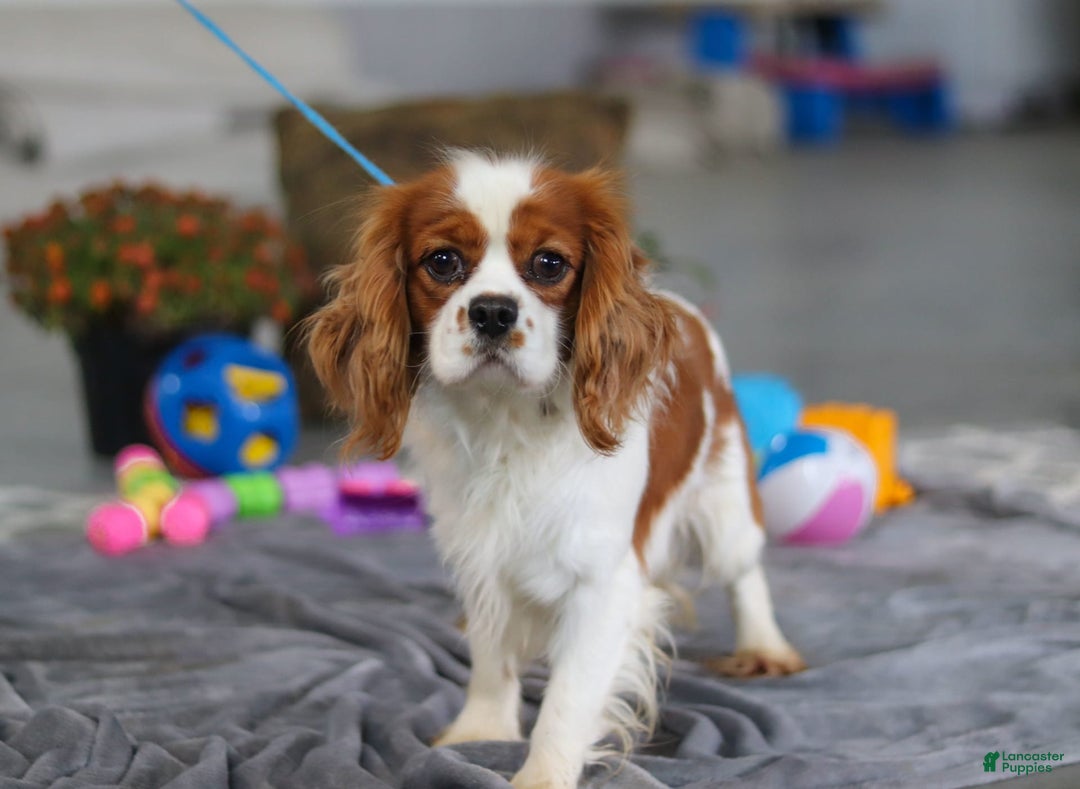Cavapoo dogs for sale: Kobe - Image 9
