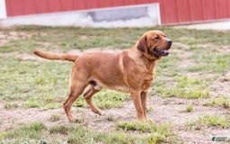 Labrador Retriever dogs for sale: Chipotle - Image 6