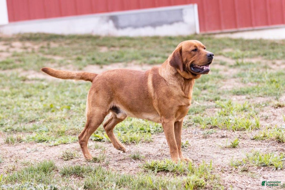 Labrador Retriever dogs for sale: Chipotle - Image 6