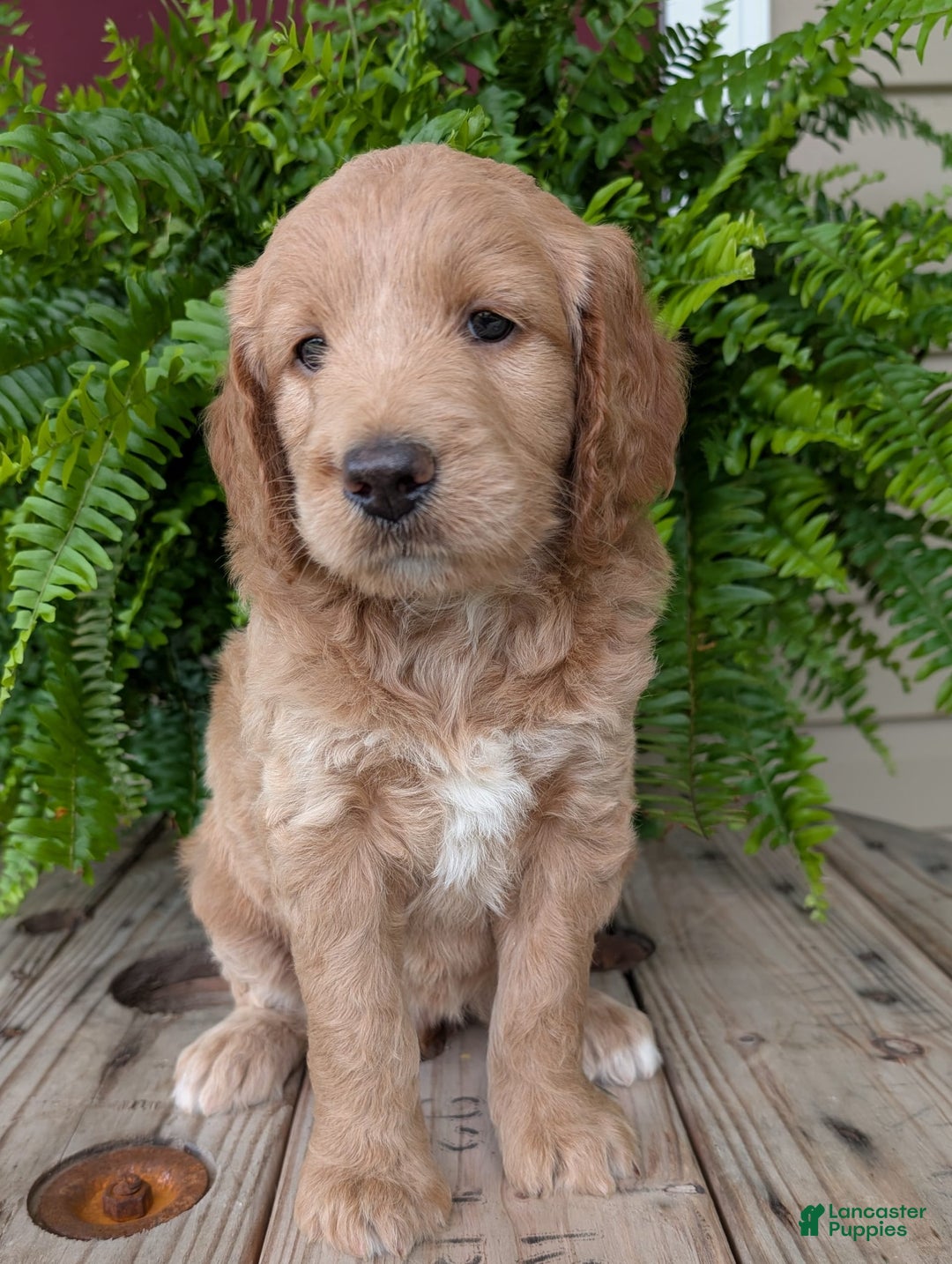 Goldendoodle dogs for sale: Lolly - Image 32