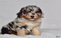 Mini Goldendoodle dogs for sale: Ms. Macy - Image 6