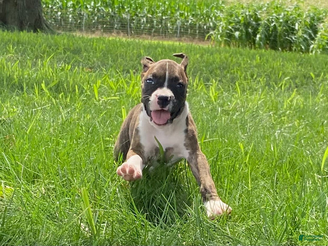 Boxer dogs for sale: Shelby - Image 2