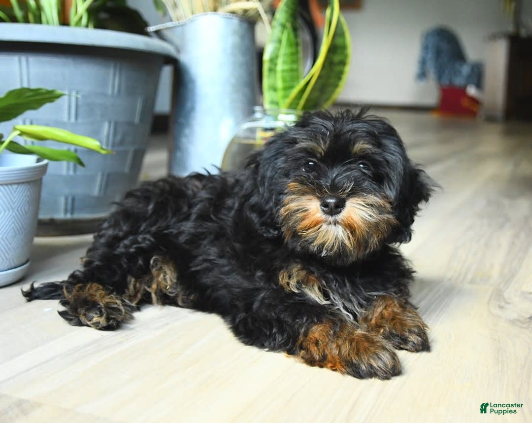 Havapoo dogs for sale: House Raised Sparkles - Image 4