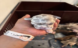 French Bulldog dogs for sale: Miss Missy - Image 3