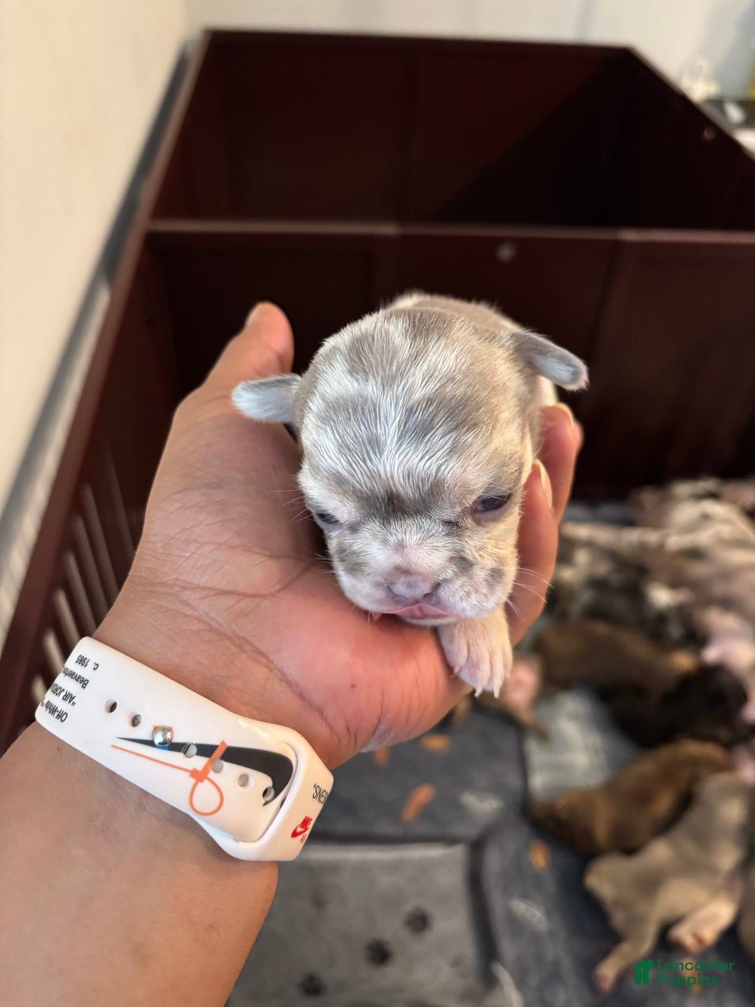French Bulldog dogs for sale: Miss Missy - Image 3