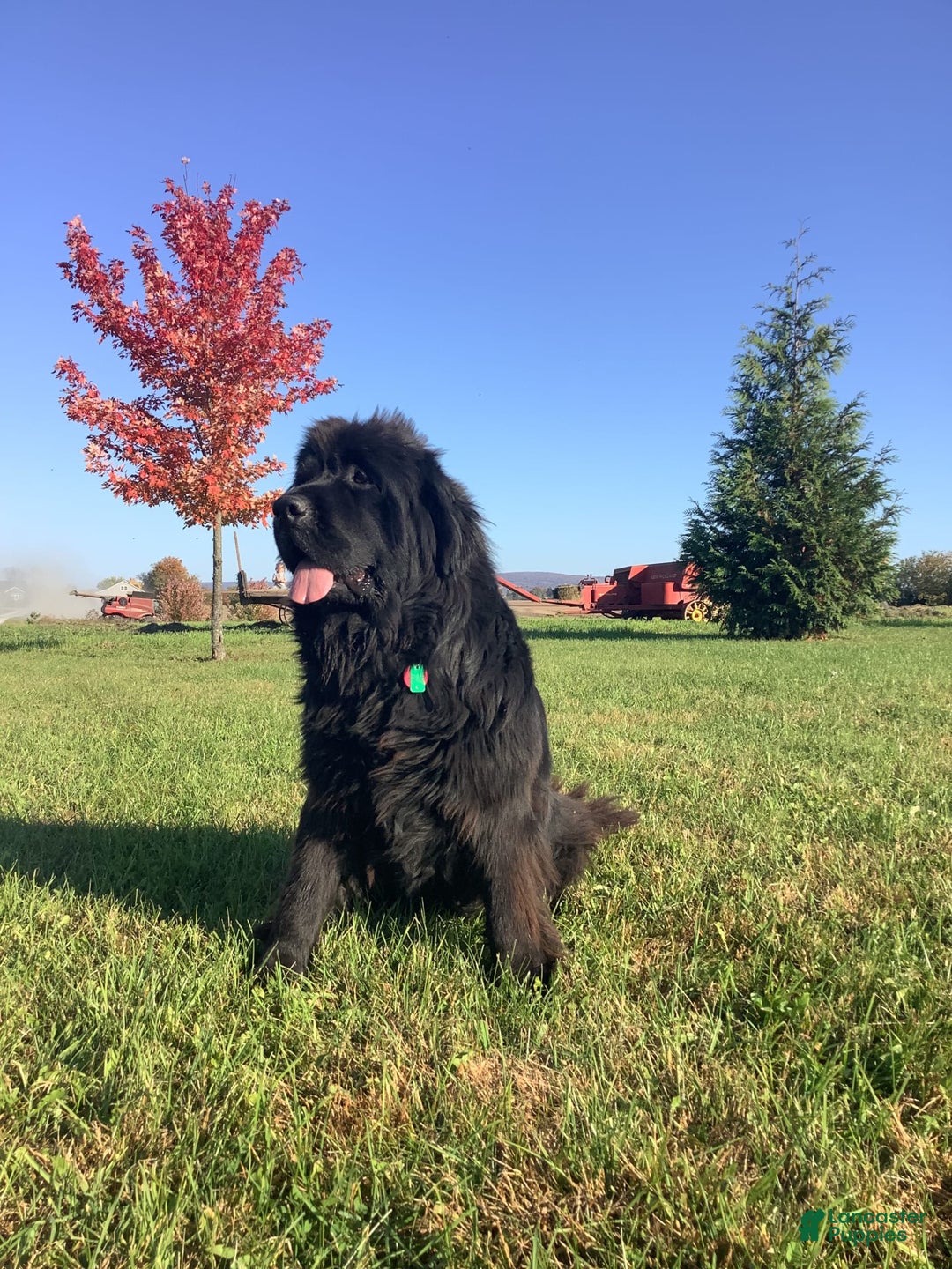 Newfoundland dogs for sale: Dawson - Image 10