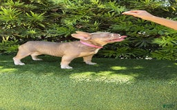 French Bulldog dogs for sale: Susu - Image 15