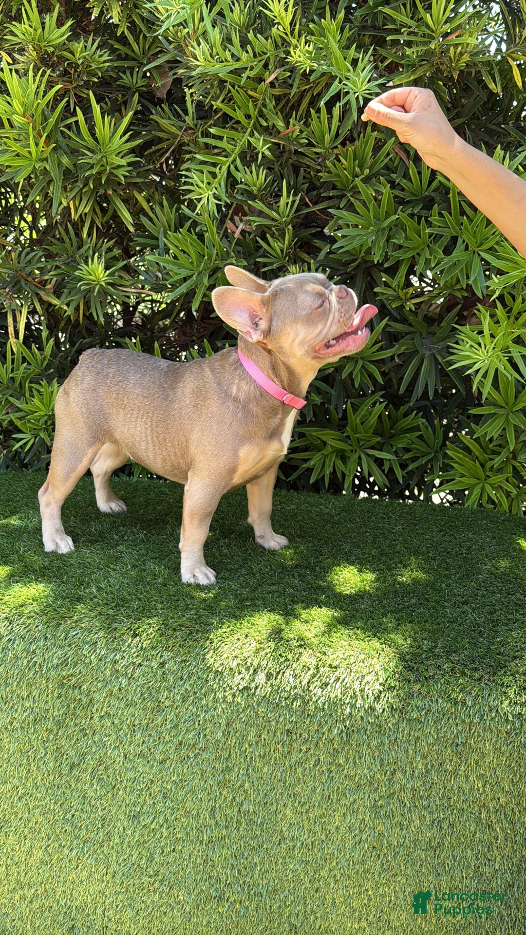 French Bulldog dogs for sale: Susu - Image 15
