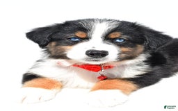 Australian Shepherd dogs for sale: Kylo - Image 9