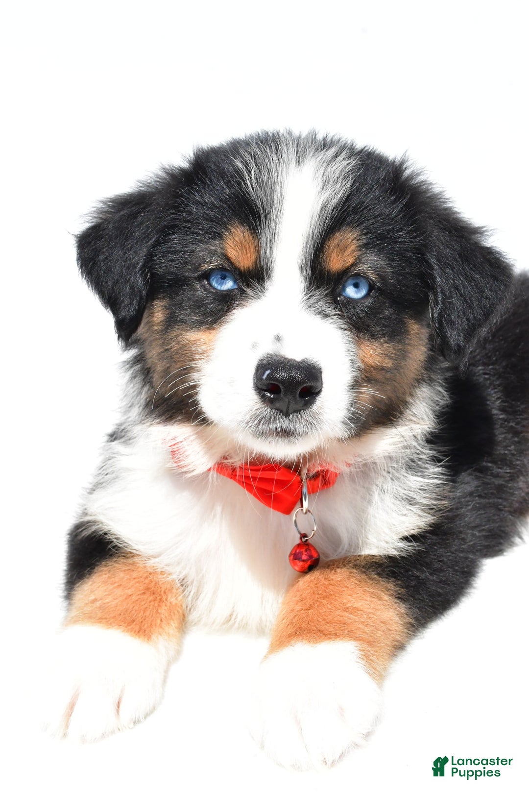 Australian Shepherd dogs for sale: Kylo - Image 9