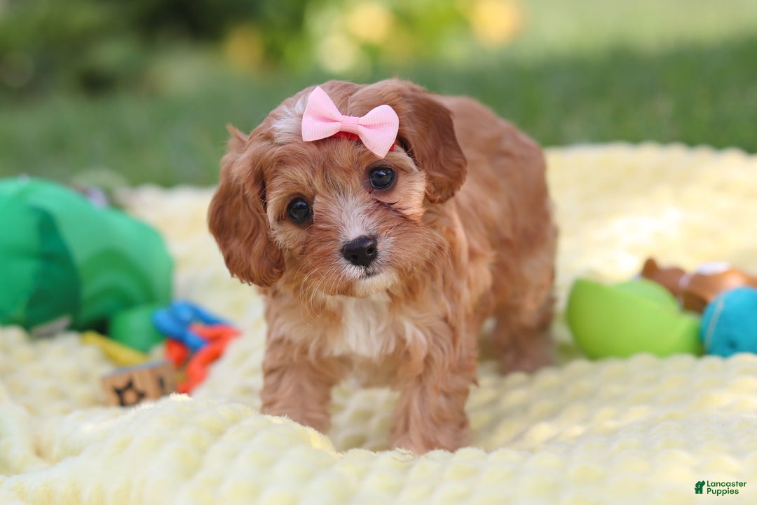 Cavapoo dogs for sale: Lucy - Image 3