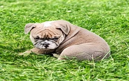 English Bulldog dogs for sale: Groucho - Image 10