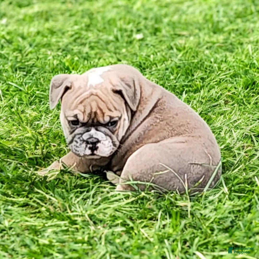English Bulldog dogs for sale: Groucho - Image 10