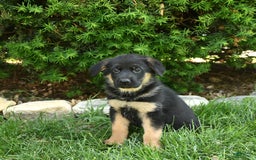 German Shepherd dogs for sale: Millie - Image 5