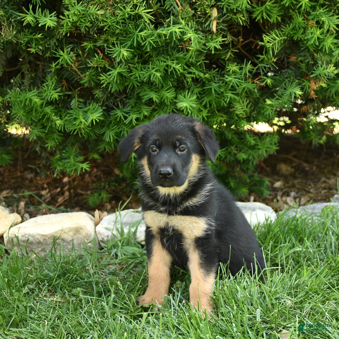 German Shepherd dogs for sale: Millie - Image 5