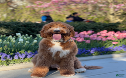 Goldendoodle dogs for sale: Bella - Image 5