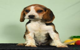 Beagle dogs for sale: Tawny - Image 2
