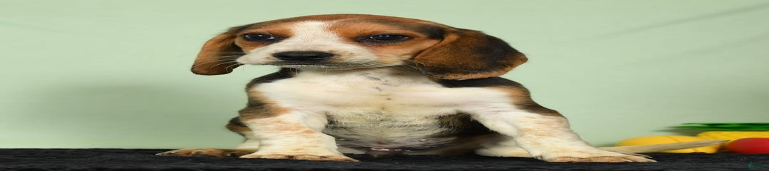 Tawny