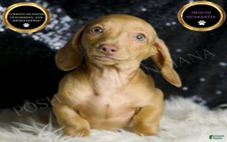 Miniature Dachshund dogs for sale: Breezey - Image 1