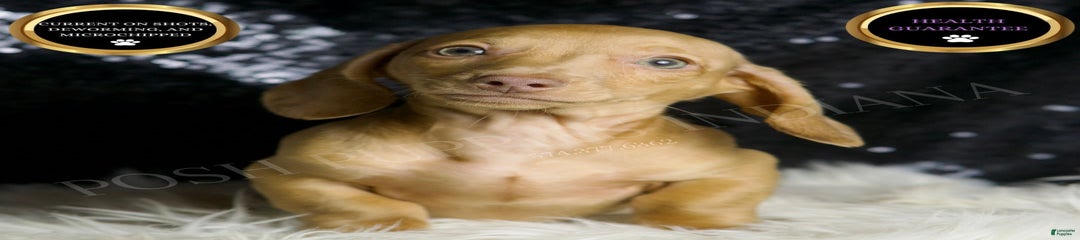 Breezey