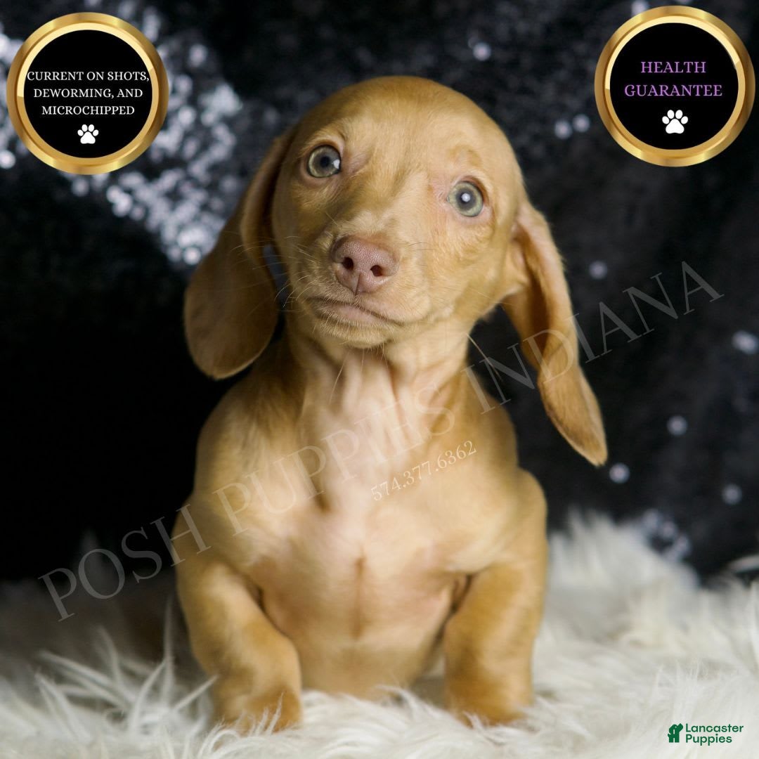 Miniature Dachshund dogs for sale: Breezey - Image 1