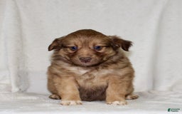 Australian Shepherd dogs for sale: Sandra - Image 2